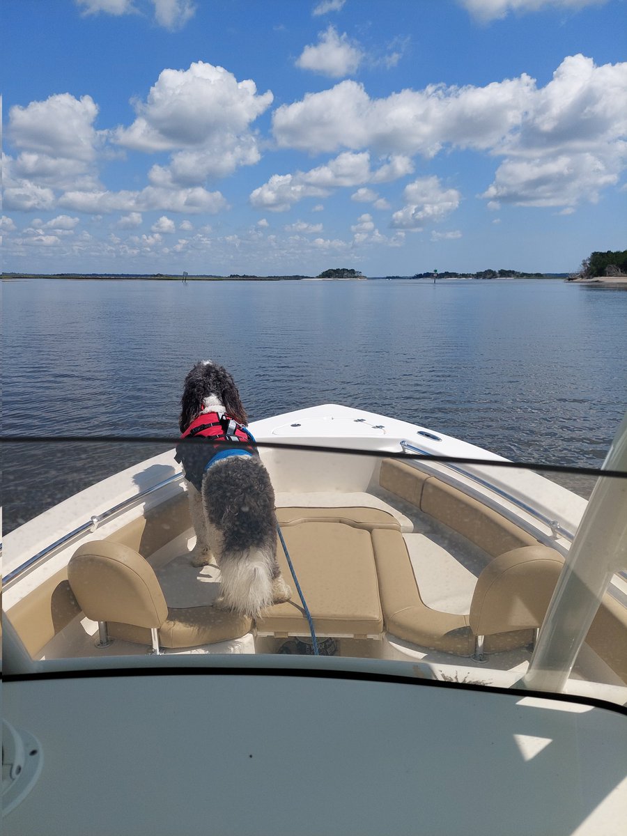 Today is dad's birthday! M&D took the day off so we could take the boat up to Ft. George and play on the sandbar 😊 #FLliving #dogsoftwitter