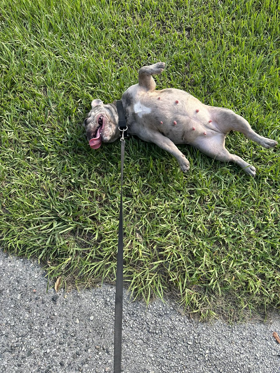 Outtafavorrssss's tweet photo. 4 weeks until the pups arrive 😅 https://t.co/oNJ6oL1G2g