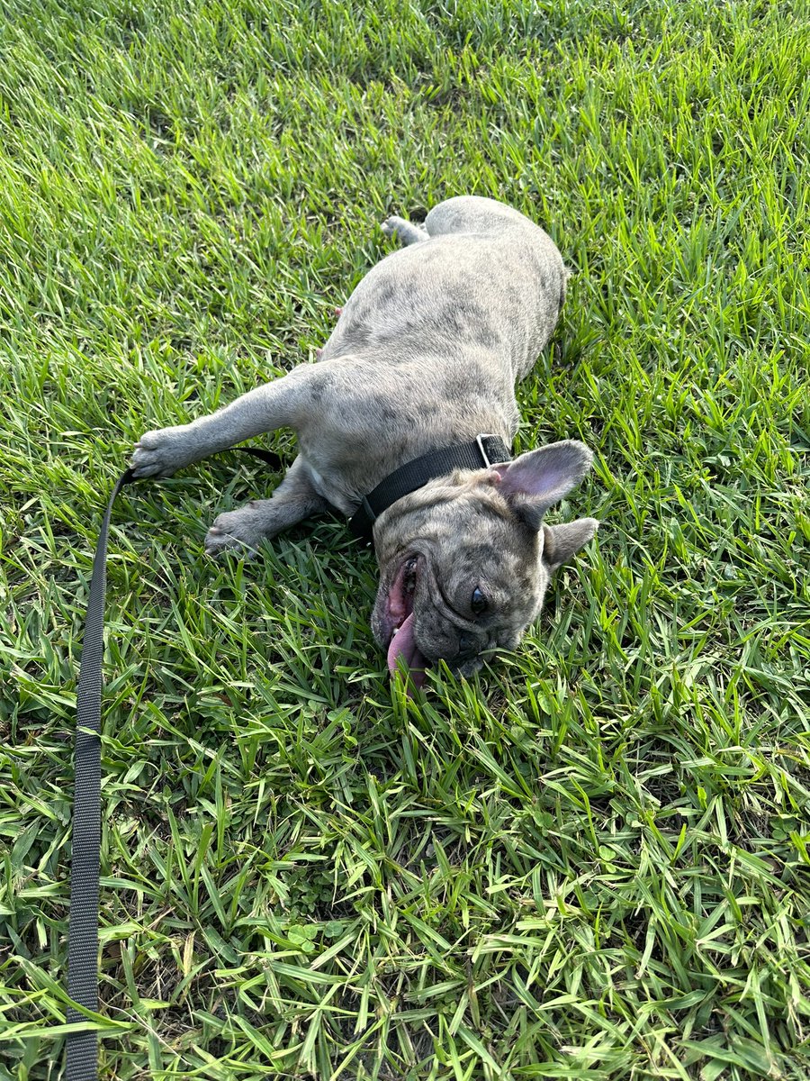 Outtafavorrssss's tweet photo. 4 weeks until the pups arrive 😅 https://t.co/oNJ6oL1G2g