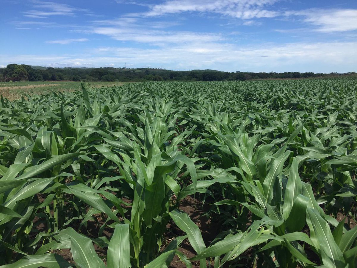 FagroMx's tweet photo. 🌽 Potencia el rendimiento de tus cultivos de maíz con los productos de  Fagro. Nuestra innovadora aplicación agrícola mejora la nutrición y  protección de tus plantas, maximizando la producción y calidad. 🌱🌾 #maíz  #agricultura #productividad https://t.co/I31osx5unm