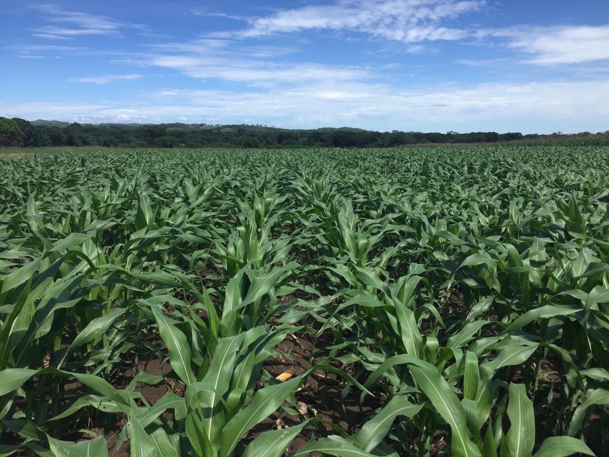 FagroMx's tweet photo. 🌽 Potencia el rendimiento de tus cultivos de maíz con los productos de  Fagro. Nuestra innovadora aplicación agrícola mejora la nutrición y  protección de tus plantas, maximizando la producción y calidad. 🌱🌾 #maíz  #agricultura #productividad https://t.co/I31osx5unm