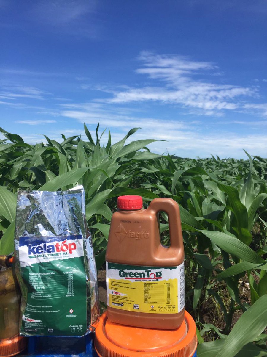 FagroMx's tweet photo. 🌽 Potencia el rendimiento de tus cultivos de maíz con los productos de  Fagro. Nuestra innovadora aplicación agrícola mejora la nutrición y  protección de tus plantas, maximizando la producción y calidad. 🌱🌾 #maíz  #agricultura #productividad https://t.co/I31osx5unm