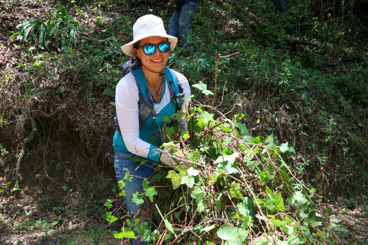 medioambiente_H's tweet photo. ¡Al cuidar de los árboles y bosques, estamos cuidando de nosotros mismos!🫂

Como parte de las actividades por el 41 aniversario del Parque Nacional “El Chico”🌲, la titular de la #Semarnath Mónica Mixtega participó en la limpieza de hiedra dentro de esta Área Natural Protegida. https://t.co/bYXF8ZFjdE
