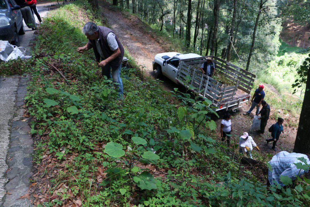 medioambiente_H's tweet photo. En el #DíaNacionalDelÁrbol, estas acciones contribuyen a la conservación de los mismos y reafirman el compromiso ambiental del @gobiernohidalgo y la esperanza de un futuro con mayores recursos naturales. https://t.co/R7TinPbHpn