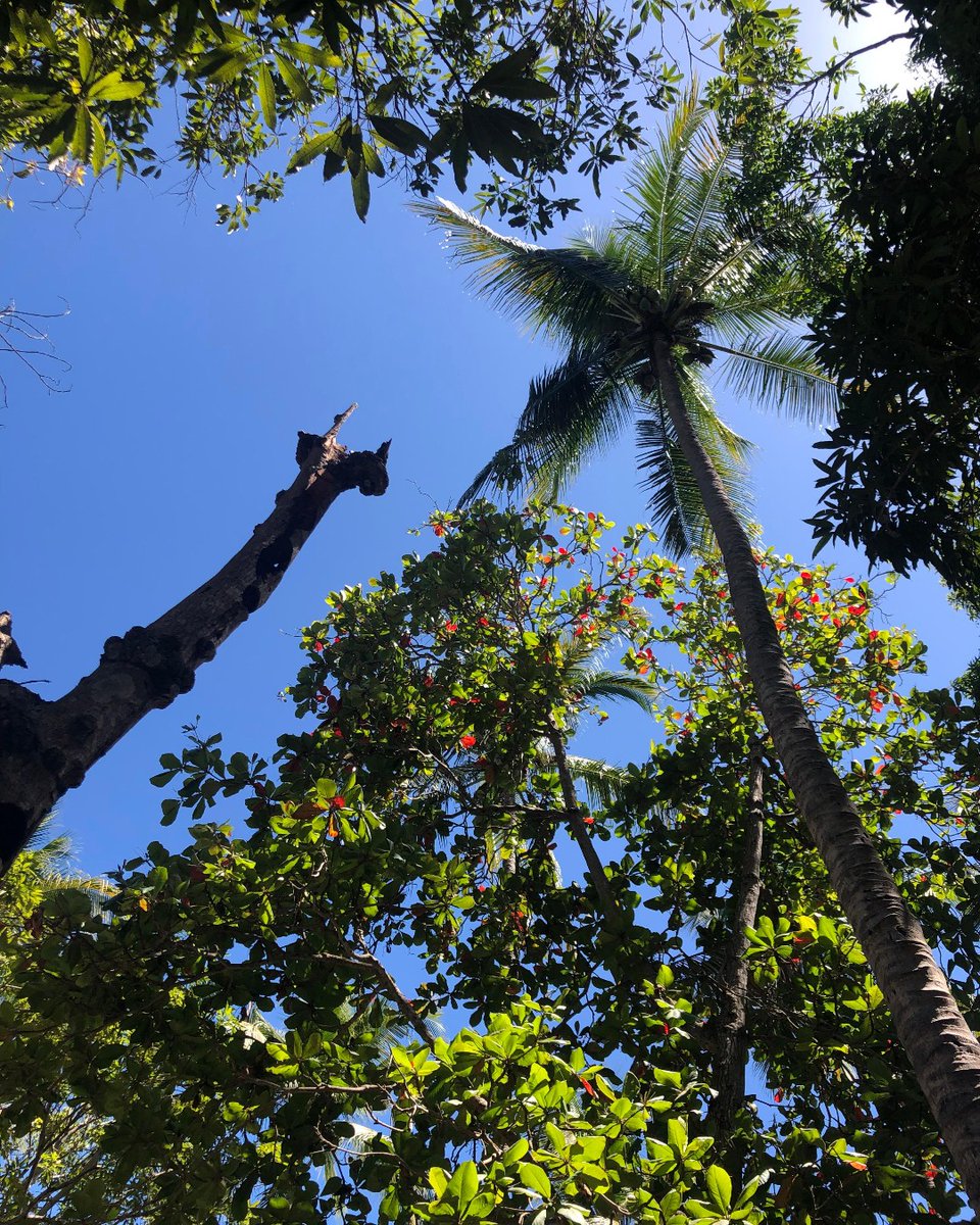 Soak in the bright colors of the world and feel the amazing energy that radiates from the plants and flowers! 🌸🌿 

#Lifegrowsgreen #Nature #Natural #Adventure #Adventurous #Green #Greenery #Outdoors #Outside #Relax #Flower #Plant <a href="/RealChadPrice/">Chad Price</a> <a href="/bsnscnslt/">BusinessConsultant</a>