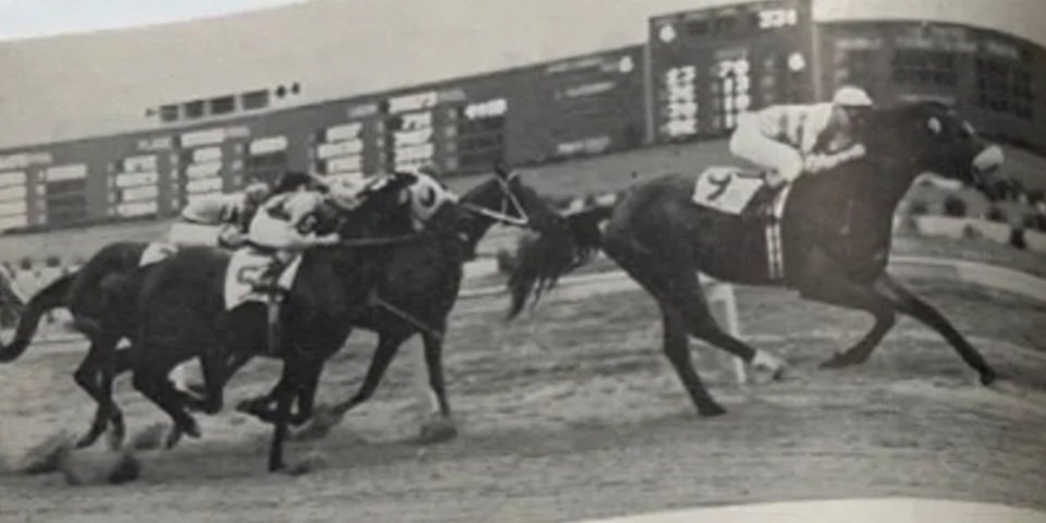 HORSERACING1002's tweet image. JOE JONES🇺🇸1950
(STYMIE - MOON MAIDEN BY CHALLENGER II)
#JoeJones
#DurableJoe
B/O Jacobs Stable 1950. Gelding.
T/ Hirsch Jacobs. 
175-34-40-32--
$423 567
Fort McHenry H, Bay Shore H, Sport Page H(2), John B.  Campbell Memorial H,  Vosburgh H, Bowie H, Lincoln Special H, Bowie H,