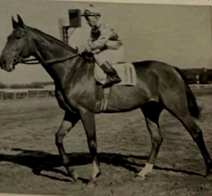 HORSERACING1002's tweet image. JOE JONES🇺🇸1950
(STYMIE - MOON MAIDEN BY CHALLENGER II)
#JoeJones
#DurableJoe
B/O Jacobs Stable 1950. Gelding.
T/ Hirsch Jacobs. 
175-34-40-32--
$423 567
Fort McHenry H, Bay Shore H, Sport Page H(2), John B.  Campbell Memorial H,  Vosburgh H, Bowie H, Lincoln Special H, Bowie H,