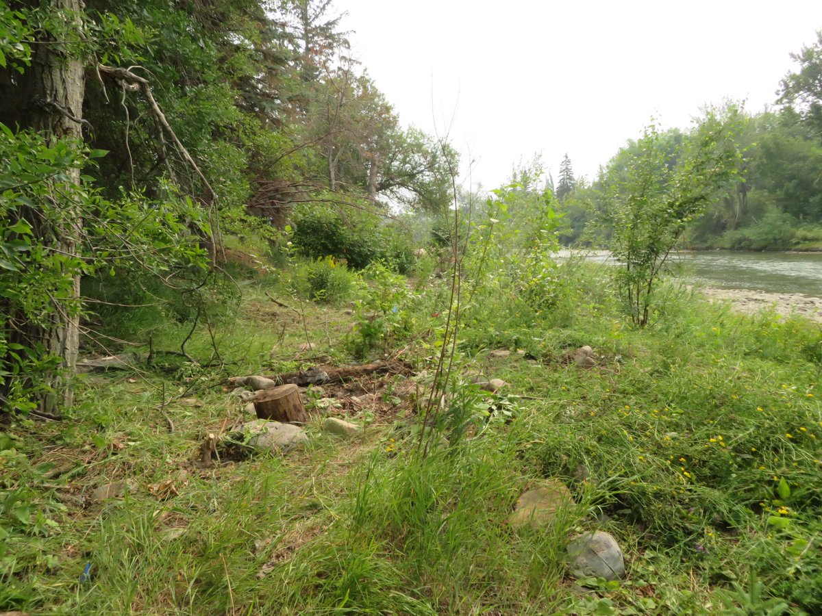 clgrivervalleys's tweet photo. Today is Day 4 of our 2023 Riverbank Makeover project in Elbow Park w/ @leafninjas 
Today we’re planting more native shrubs &amp; native gardens for pollinators. Pic of drilling into birch stump is for solitary bee habitat. Logs are placed for critters &amp; shelter for baby plants. https://t.co/mEvwSDfgNh