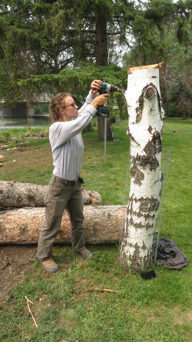 clgrivervalleys's tweet photo. Today is Day 4 of our 2023 Riverbank Makeover project in Elbow Park w/ @leafninjas 
Today we’re planting more native shrubs &amp; native gardens for pollinators. Pic of drilling into birch stump is for solitary bee habitat. Logs are placed for critters &amp; shelter for baby plants. https://t.co/mEvwSDfgNh