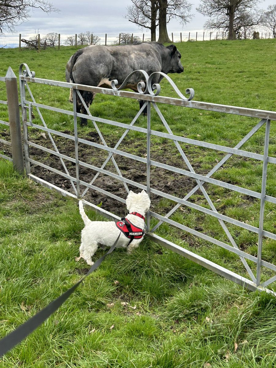Broon374's tweet photo. @ResponsePS How about this bad boy ? #CowClub or more accurately #BullClub?! ๐๐ฎ๐ผโโ๏ธ๐ด๓ ง๓ ข๓ ณ๓ ฃ๓ ด๓ ฟ๐พ https://t.co/itDRzZz5QI