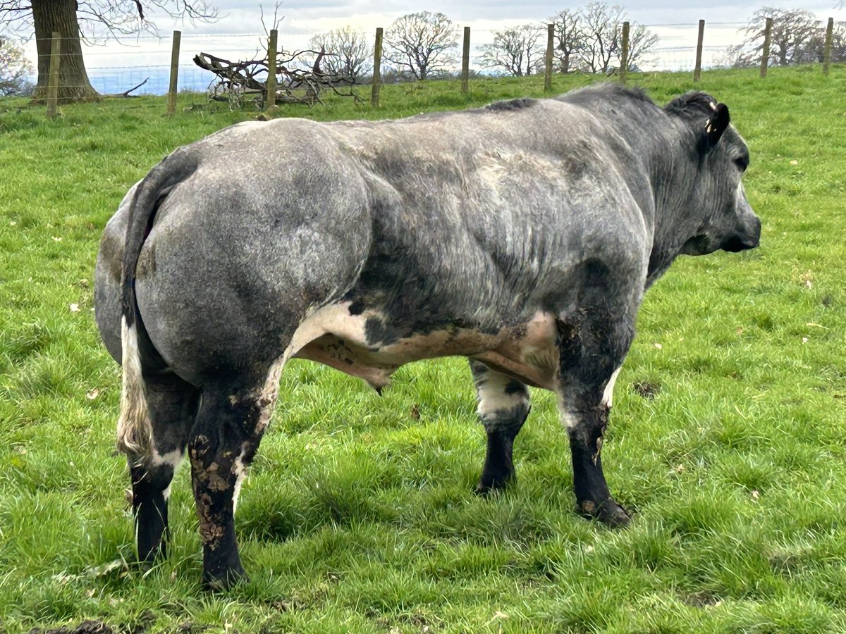 Broon374's tweet photo. @ResponsePS How about this bad boy ? #CowClub or more accurately #BullClub?! ๐๐ฎ๐ผโโ๏ธ๐ด๓ ง๓ ข๓ ณ๓ ฃ๓ ด๓ ฟ๐พ https://t.co/itDRzZz5QI