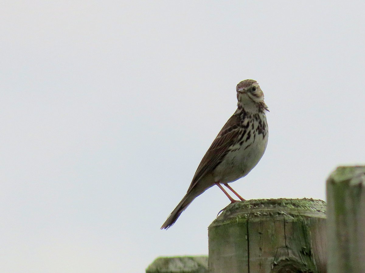 Loads of Meadow Pipits around High Peak Quarry this afternoon @DerwentBirder @Mightychub @DanielCMartin1 @CliveAshton5 @chriscx5001 @ddbirder @Derbyshirebirds #HighPeak #BirdsOfTwitter