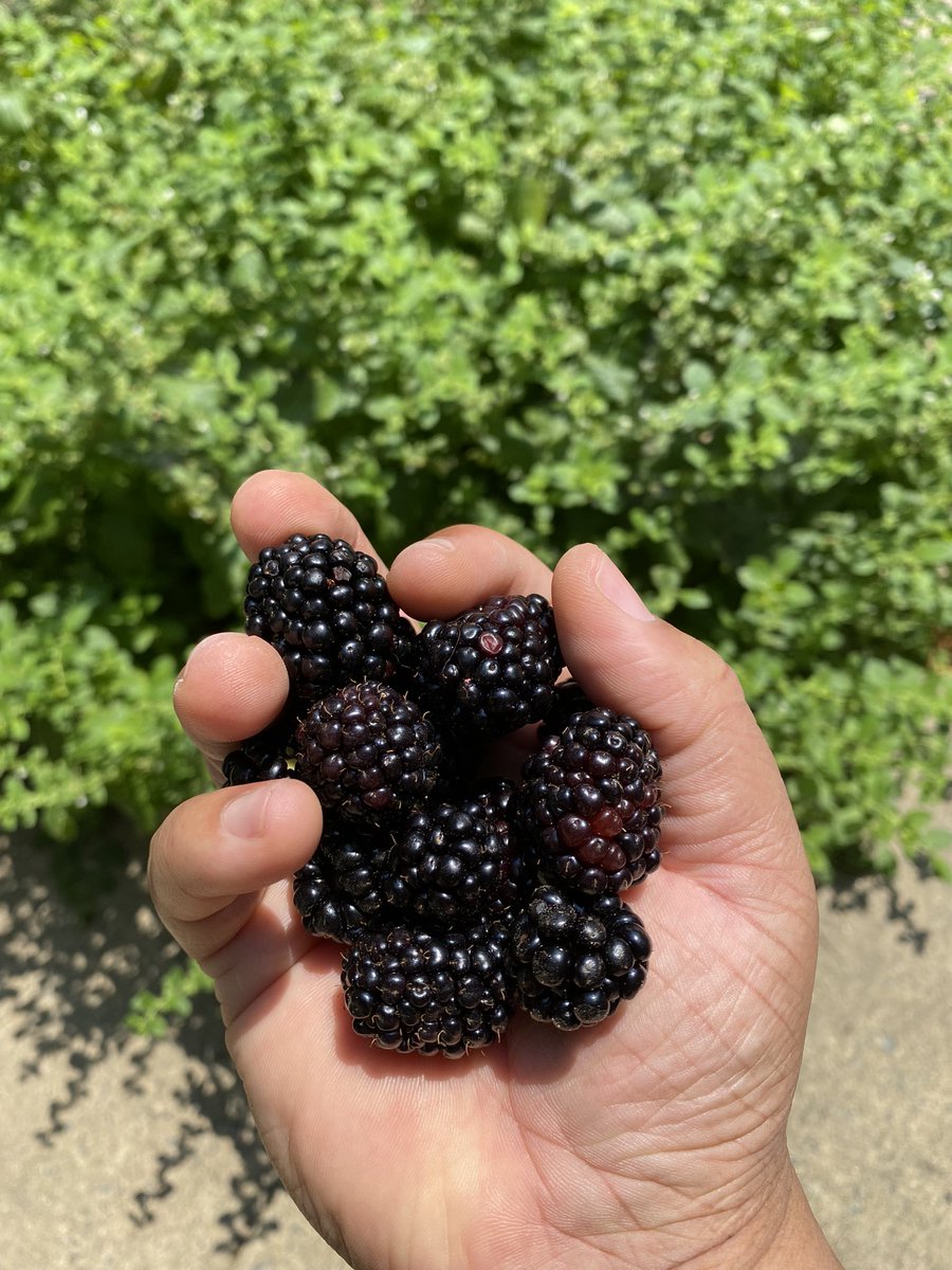 This was my biggest blackberry harvest. Can you guess how many I picked? 👀

#GreenGrocerCee #Blackberries #HomeGrown #Organic