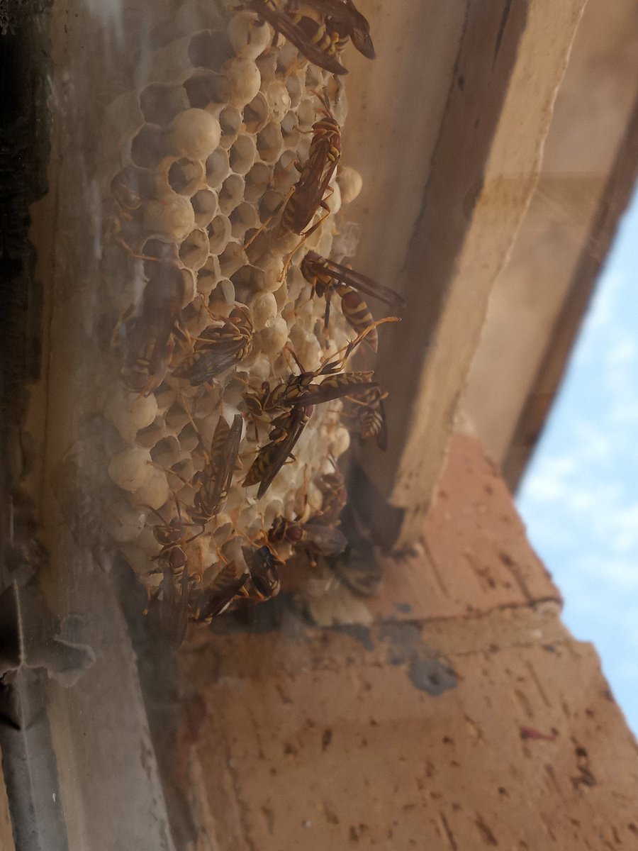 wrongemailadd's tweet image. 🗣 #Message 
When cleaning 2 story buildings, never open a window to clean UNLESS you check first.

You might have a surprise or two🤝🏾