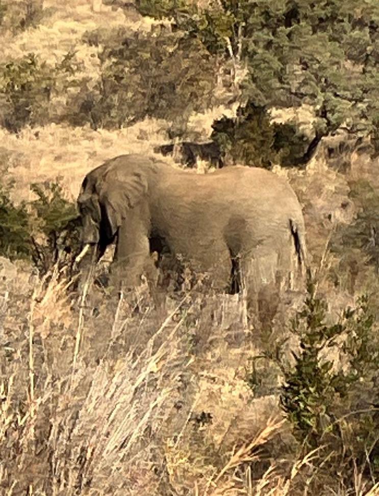 wghs_pe's tweet photo. @WGHSYorkshire @KwaMaritaneSA What a day! Lions 🦁 elephants 🐘 hippos 🦛 a mummy and baby giraffe 🦒 to name a few of the incredible sights we have seen today. An experience that will last a lifetime ❤️ #SouthAfrica https://t.co/ws5wR0Znap