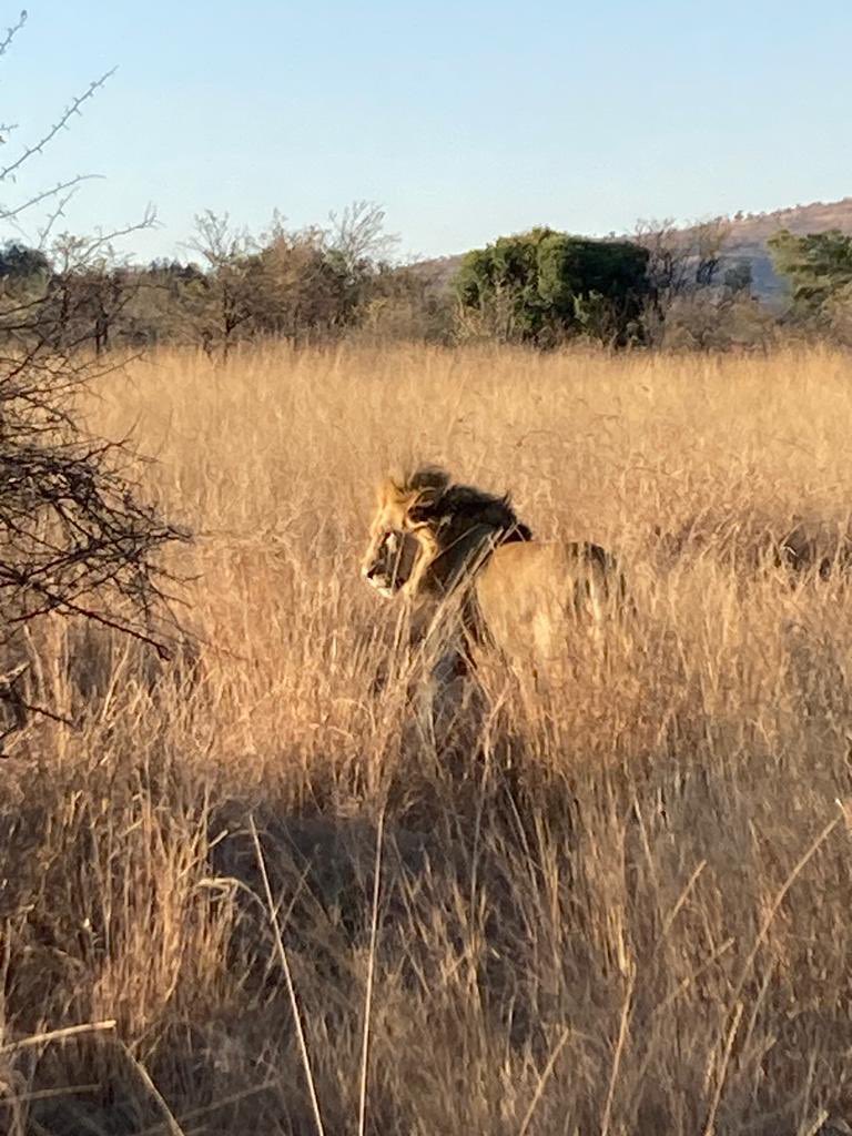 wghs_pe's tweet photo. @WGHSYorkshire @KwaMaritaneSA What a day! Lions 🦁 elephants 🐘 hippos 🦛 a mummy and baby giraffe 🦒 to name a few of the incredible sights we have seen today. An experience that will last a lifetime ❤️ #SouthAfrica https://t.co/ws5wR0Znap