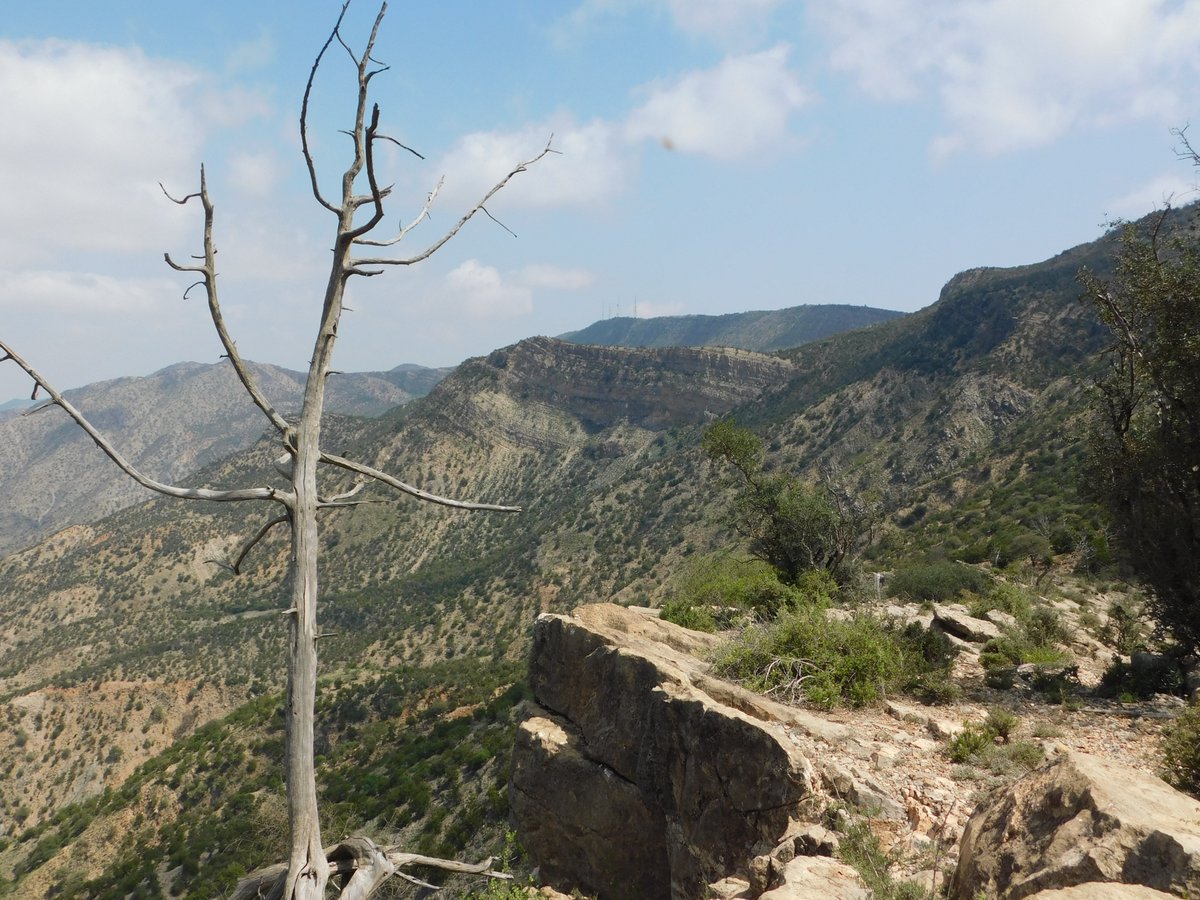 aiawaleh's tweet photo. A died African pencil ceder hanging from Libaahley escarpment in Awdal region.  Other remnant species inclue include Olea europaea spp. africana (Weger), Mimusops laurifolia (Canjeel), Akocanthera schimperi (Waabey), etc. 
#climateChange #NaturePhotography #Somaliland https://t.co/5gbsuiOWYM