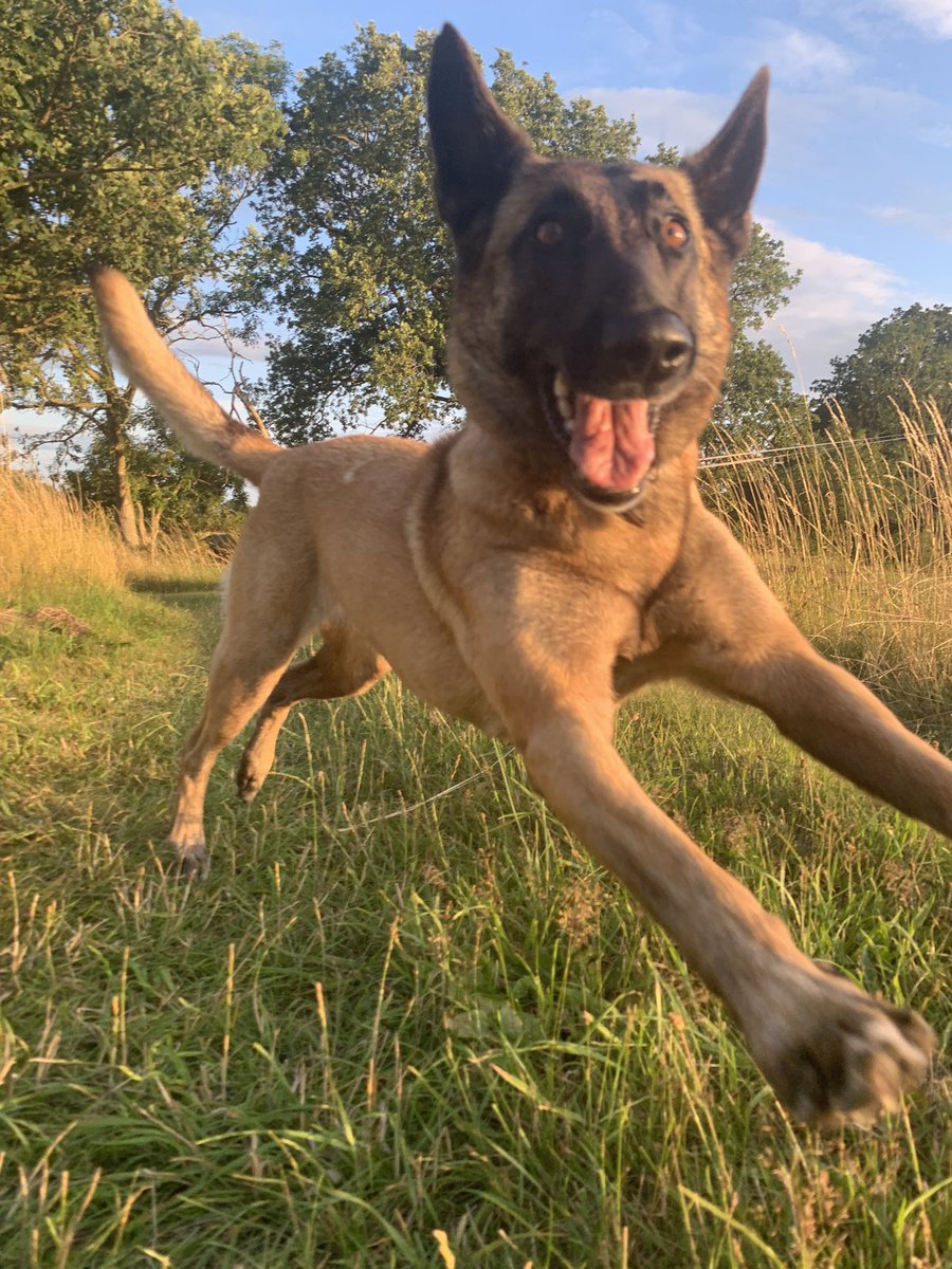 1 happy dog. Being a #DigitalNomad <a href="/ClarisOfficial/">Claris, an Apple company</a> #FileMaker consultant has advantages for all pack members.