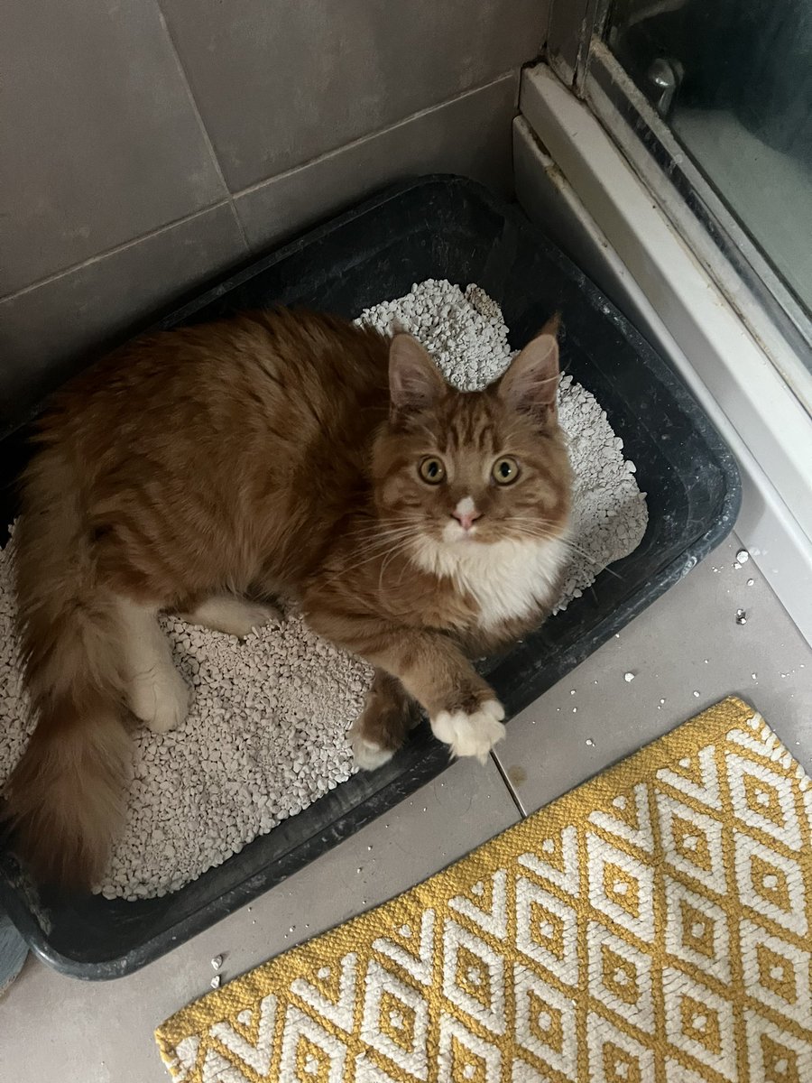 FentonBreedley's tweet photo. My baby brother Straker likes to relax in the litter tray.  Doesn’t bother him if it’s clean or not! #cats #catsofinstagram #catsoftiktok #CatsOfTwitter #CatsOnTwitter https://t.co/yFcorQJiHU
