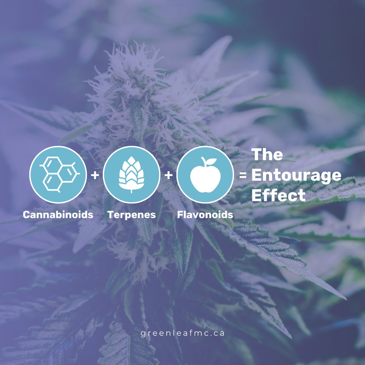The entourage effect refers to the synergistic interaction of various compounds found in cannabis, such as cannabinoids, terpenes, and other plant compounds. 

1/2