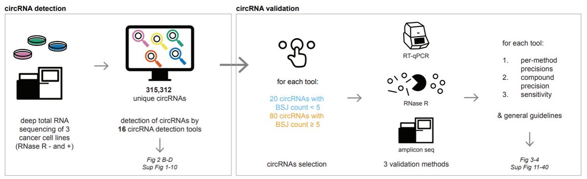 Our circRNA detection tool benchmarking is now published in Nature Methods 🥳 The main figures and conclusions are explained in this older thread below! nature.com/articles/s4159…
