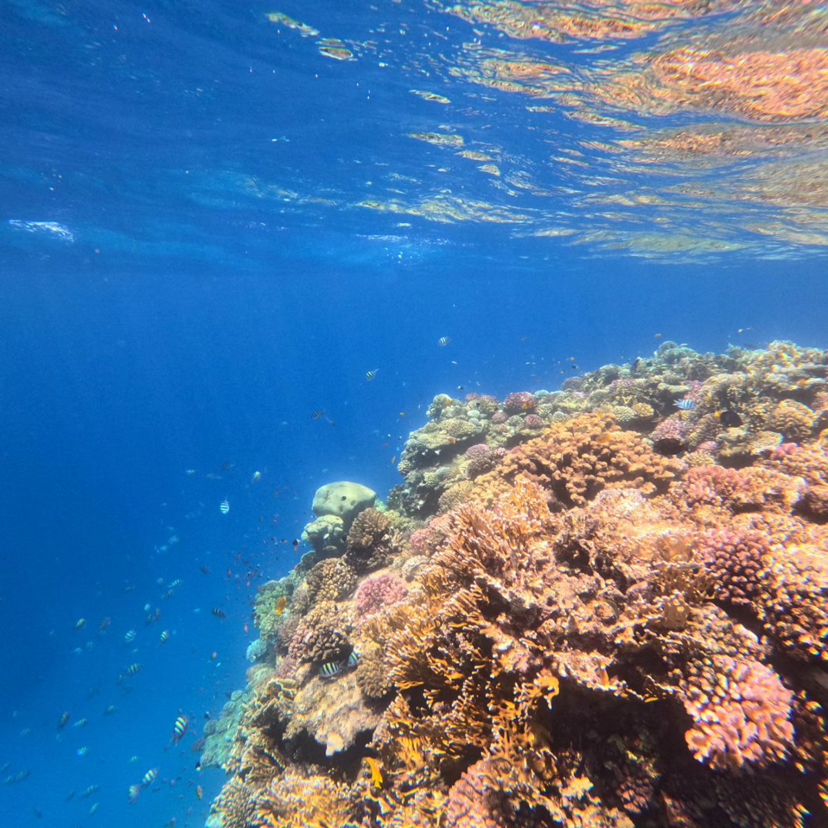 Incredibly excited to be starting a new role at <a href="/NEOM/">NEOM</a> Nature Reserve in #SaudiArabia working with a world class team to create the best Marine Nature Reserve in the world. 🐳 Forwards on the adventure! #NEOM #ocean