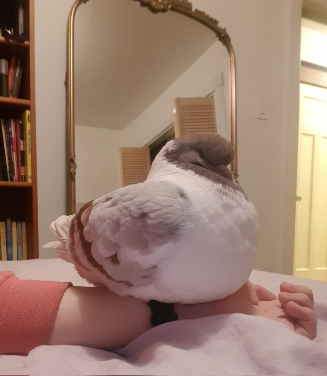 Pigeons are criminally misunderstood and underrated!!!