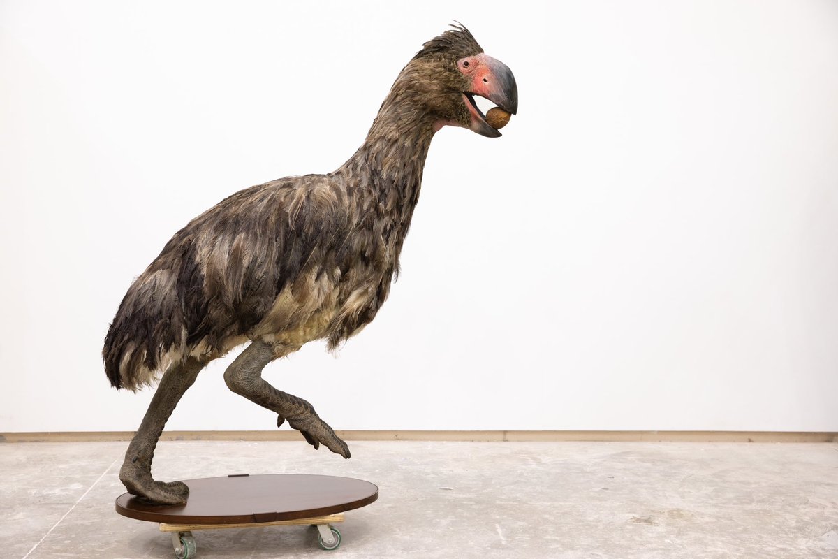 yalepeabody's tweet photo. Meet Gastornis…on a skateboard. 
 
This life-size model of the giant flightless bird was constructed by the talented team at Blue Rhino Studios and designed in consultation with Museum experts. It’s nearly 7’ tall and can’t wait to meet you in the new Peabody. #YalePeabody2024 https://t.co/KWai7LSgFK