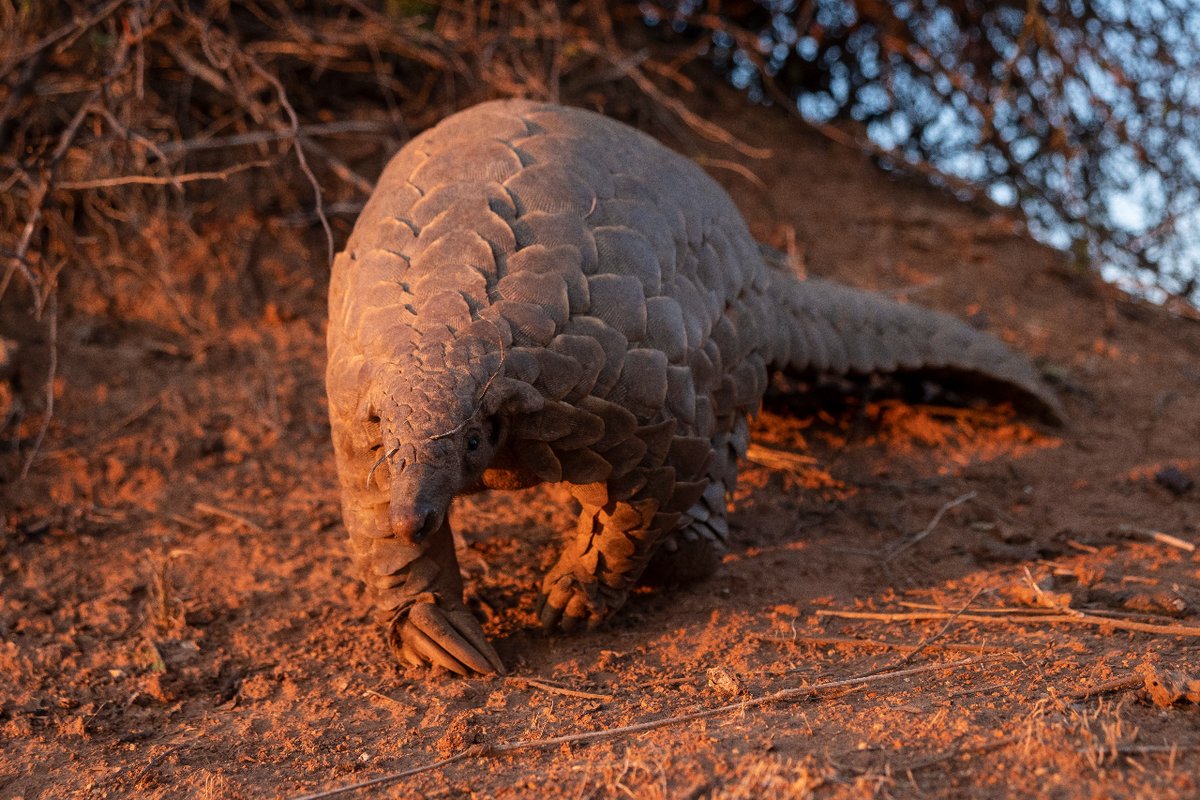 ConservationACE tweet picture