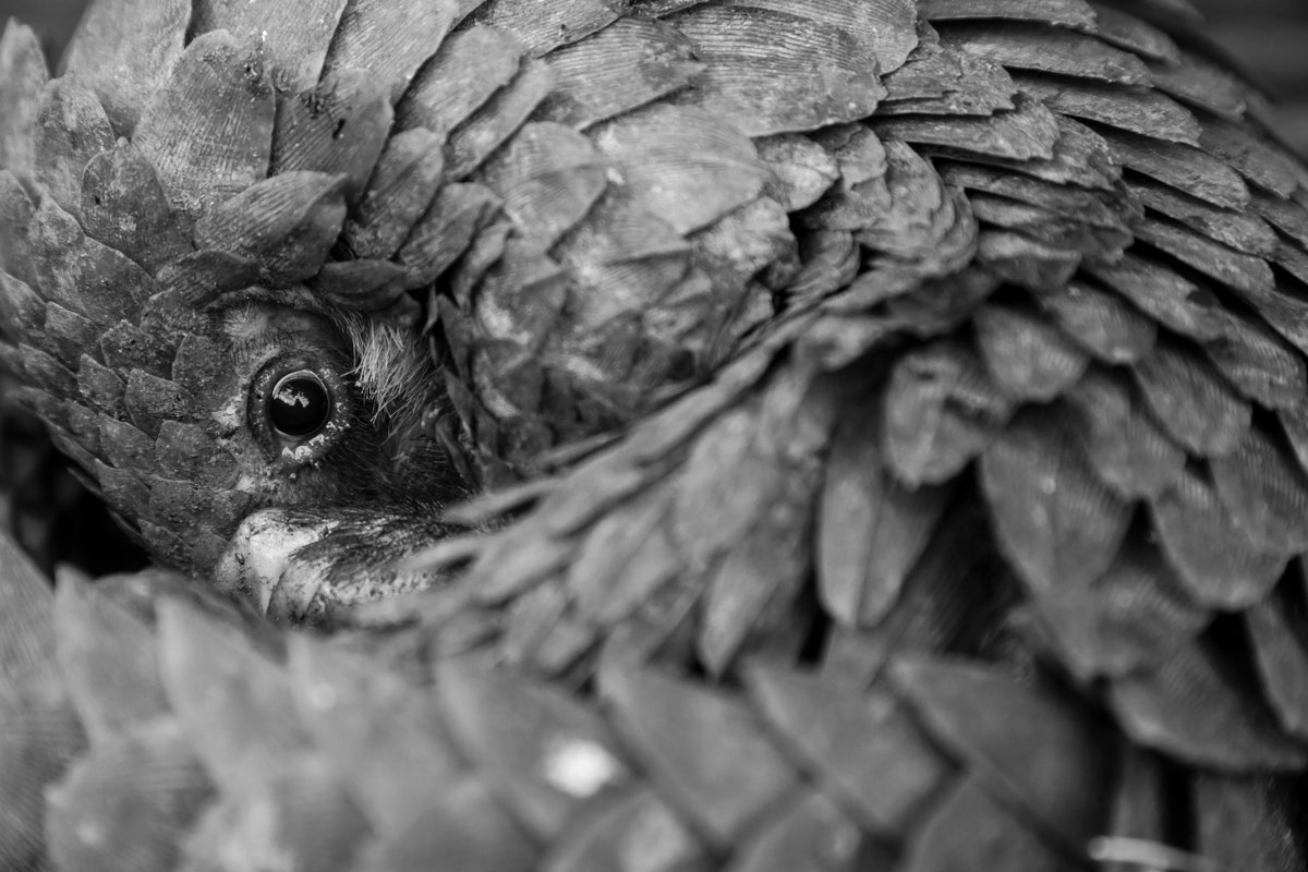 🌟 NEW BLOG 🌟
Pangolins: conservation on all scales 

Find out everything you need to know and understand about these secretive animals and the threats they face in the modern world. 🌍

Read our new blog here ➡️  my.mtr.cool/dgxlsiqyfo

#pangolin #conservation #conservationACE