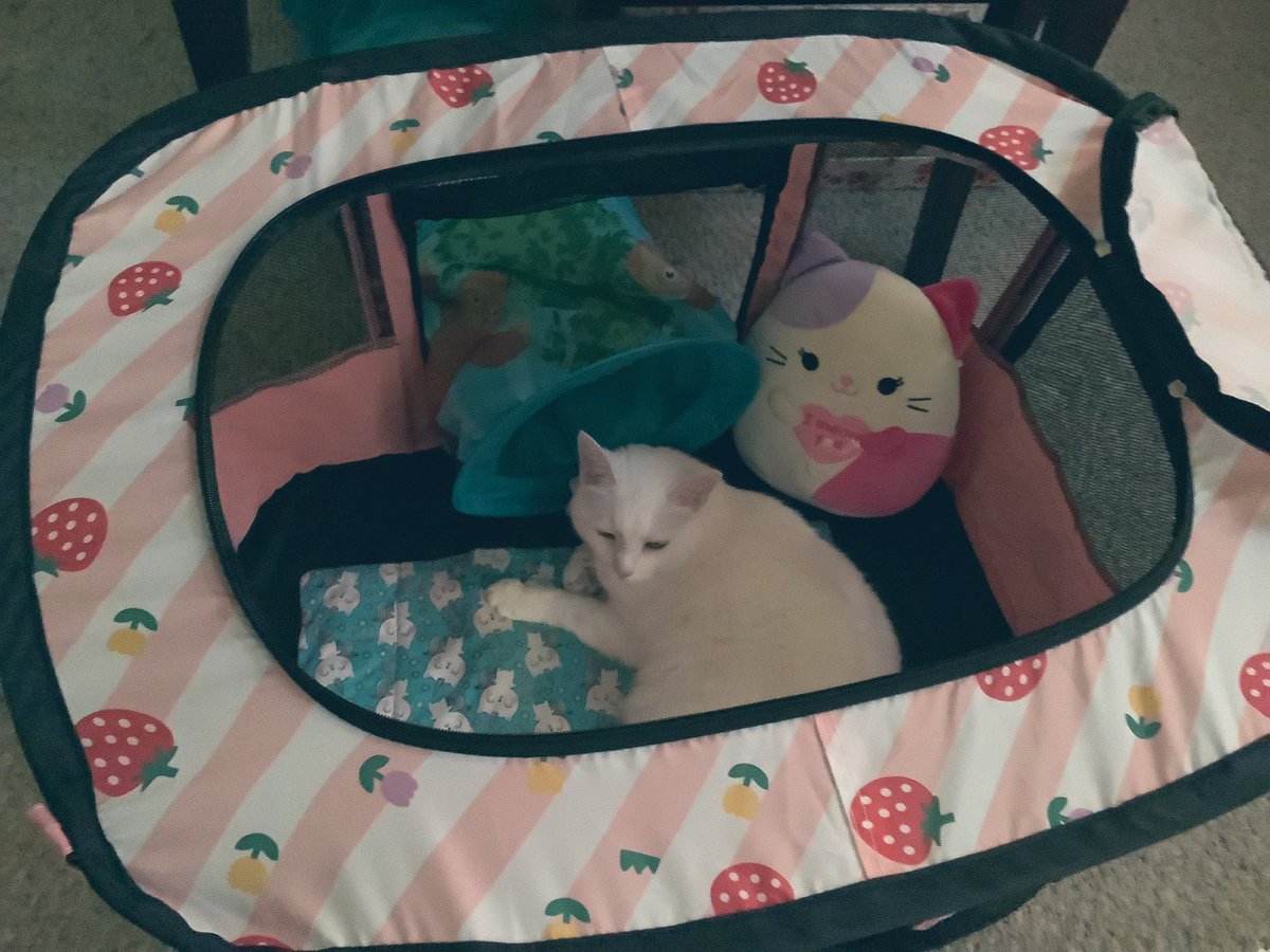 FelineChairThi1's tweet photo. Okay itโs not #CatboxSunday but wanted to show off my new cave. It iz #TunaThursday so hand over the tunas human ๐บ ๐
#Cats #CatsOfTwitter #Fursday https://t.co/clUYm8TDIY