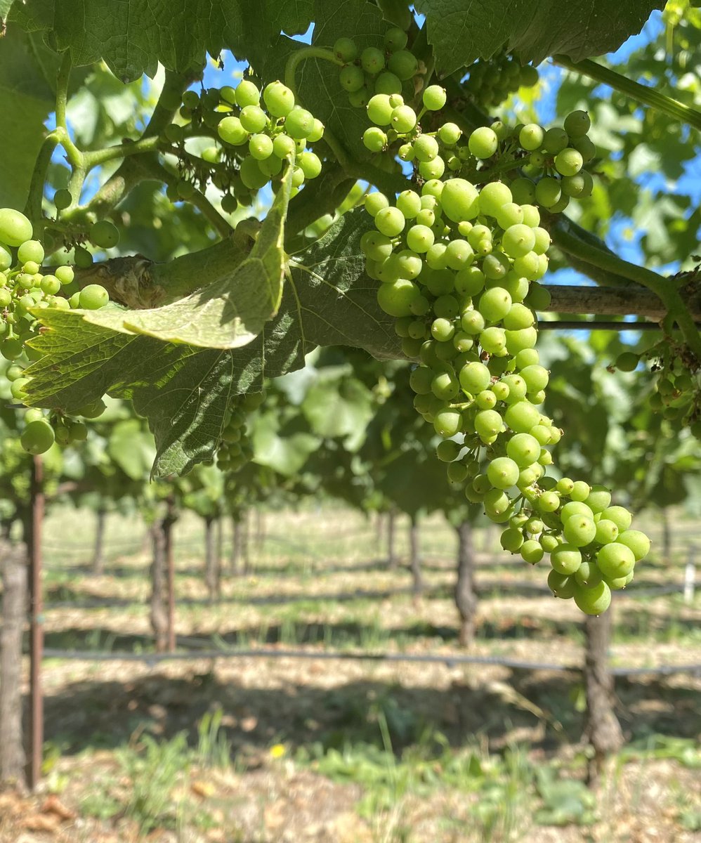 FRUIT UPDATE! 
#vintage2023 #estatepinotnoir