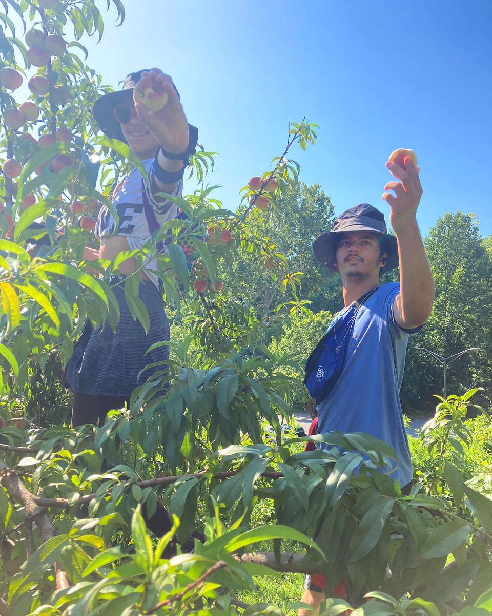 CvilleSchools's tweet photo. Glorious peach harvest at @CHSBlackKnights today. Cultivate Cville interns gathered 162 lbs. from our trees! https://t.co/T4u2v3EfVj