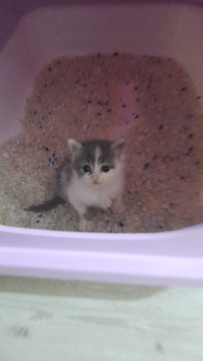 animall99307024's tweet photo. Yaklaşık 1 aylık dişi yavru kedi mavi gözlü
Annesi bırakmış sokakta bulundu
Sahiplendirme için dm (Ankara) https://t.co/UMVe1g0zPS
