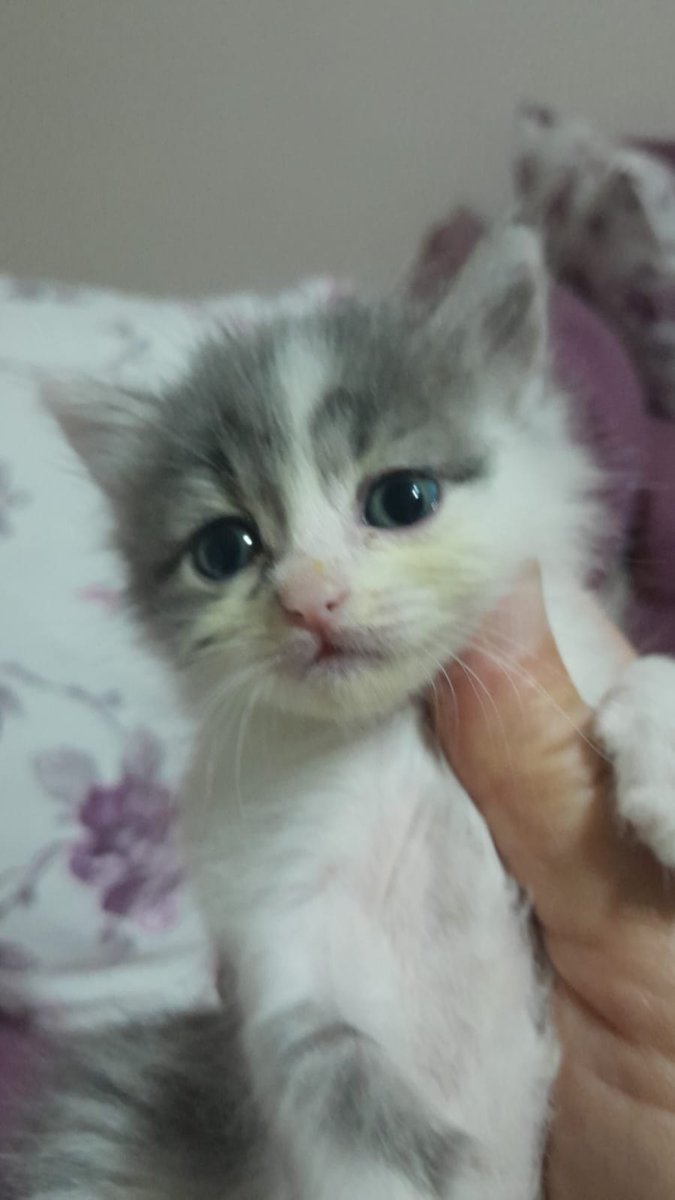 animall99307024's tweet photo. Yaklaşık 1 aylık dişi yavru kedi mavi gözlü
Annesi bırakmış sokakta bulundu
Sahiplendirme için dm (Ankara) https://t.co/UMVe1g0zPS