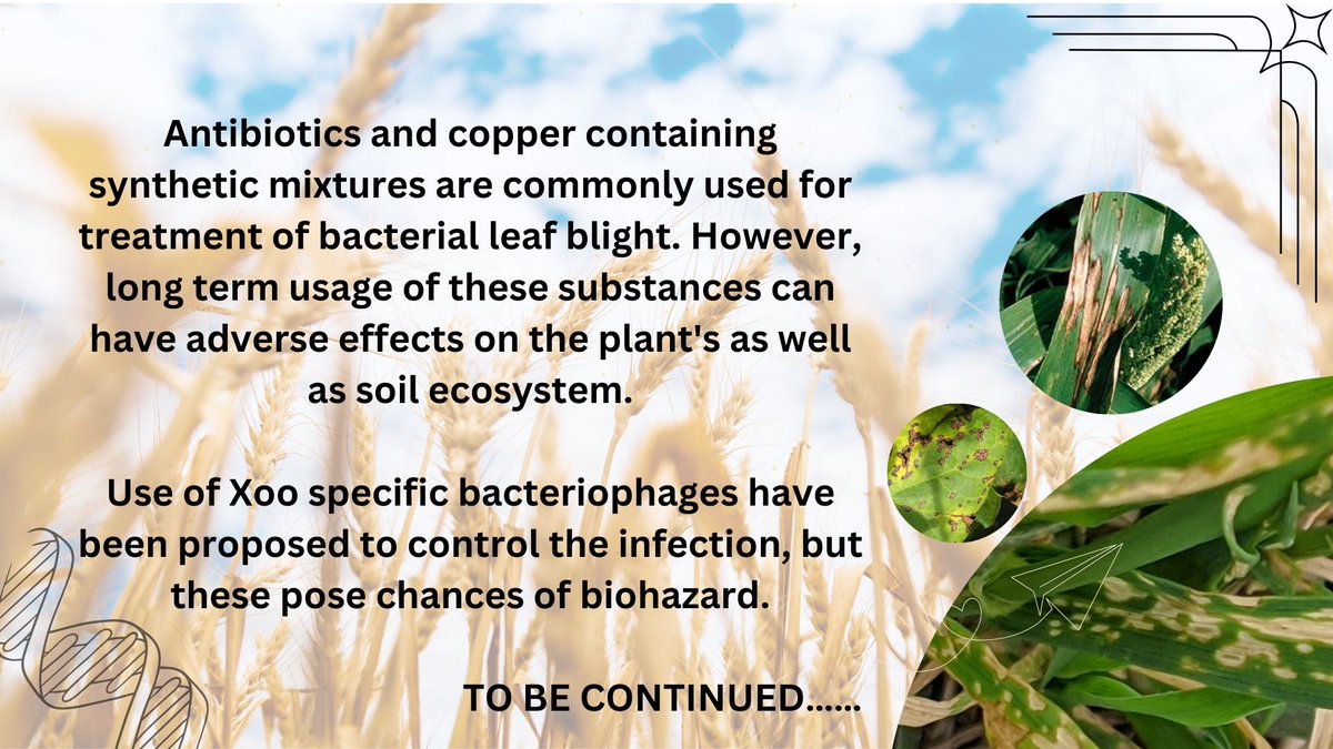 The third post of "The Xan' Saga" talks about the bacterial leaf blight (BLB) disease of rice. It is caused by Xanthomonas oryzae pv. oryzae. To know more about BLB, read on......

#igem #igem2023 #science #biology #agriculture #rice #bacteria #xanthomonas #leafblight