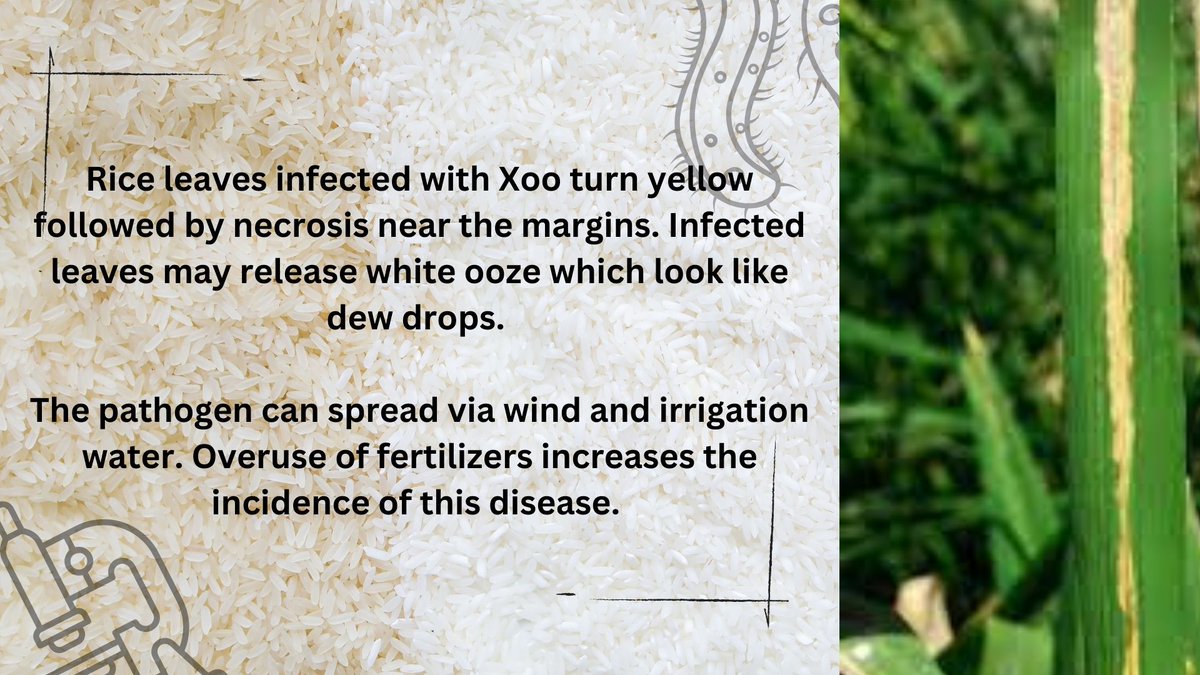 iGEM_IISERKol's tweet photo. The third post of "The Xan' Saga" talks about the bacterial leaf blight (BLB) disease of rice. It is caused by Xanthomonas oryzae pv. oryzae. To know more about BLB, read on......
#igem #igem2023 #science #biology #agriculture #rice #bacteria #xanthomonas #leafblight https://t.co/0oEFcVSi5q