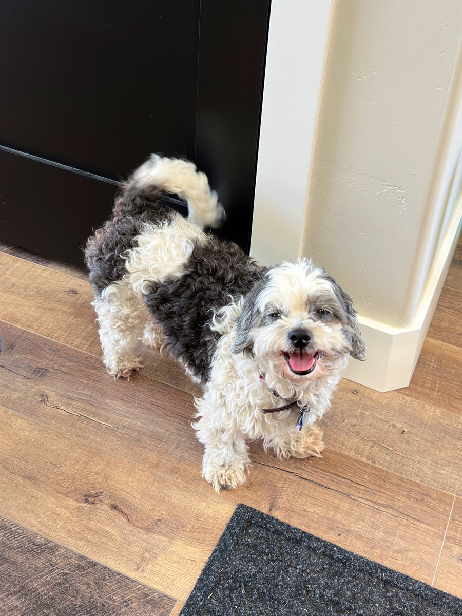 I am wondering if Twitter likes my face. Please get back to me on this. #dogsoftwitter