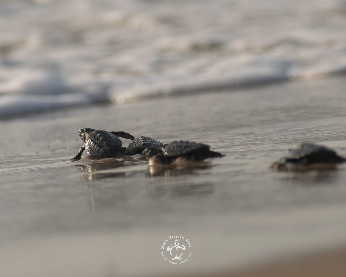 SeaTurtleInc's tweet photo. What a wonderful morning! Two releases in one day with a total of 517 baby sea turtles released into the wild. We are so happy for these little ones!
✨For more info visit https://t.co/orCL0LvSwK
#seaturtleinc #southpadreisland https://t.co/8fLNYymPZT