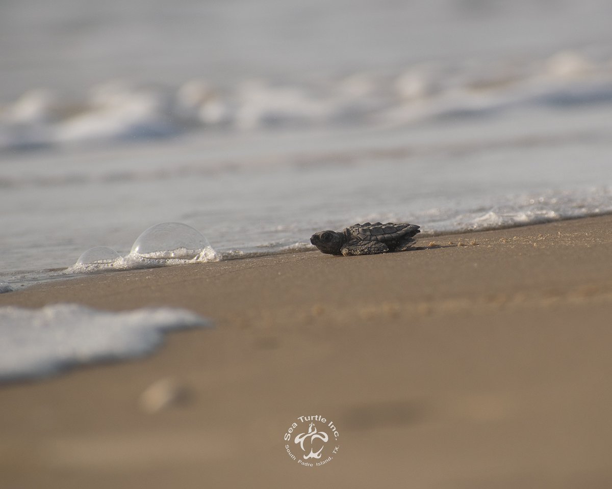 SeaTurtleInc's tweet photo. What a wonderful morning! Two releases in one day with a total of 517 baby sea turtles released into the wild. We are so happy for these little ones!
✨For more info visit https://t.co/orCL0LvSwK
#seaturtleinc #southpadreisland https://t.co/8fLNYymPZT