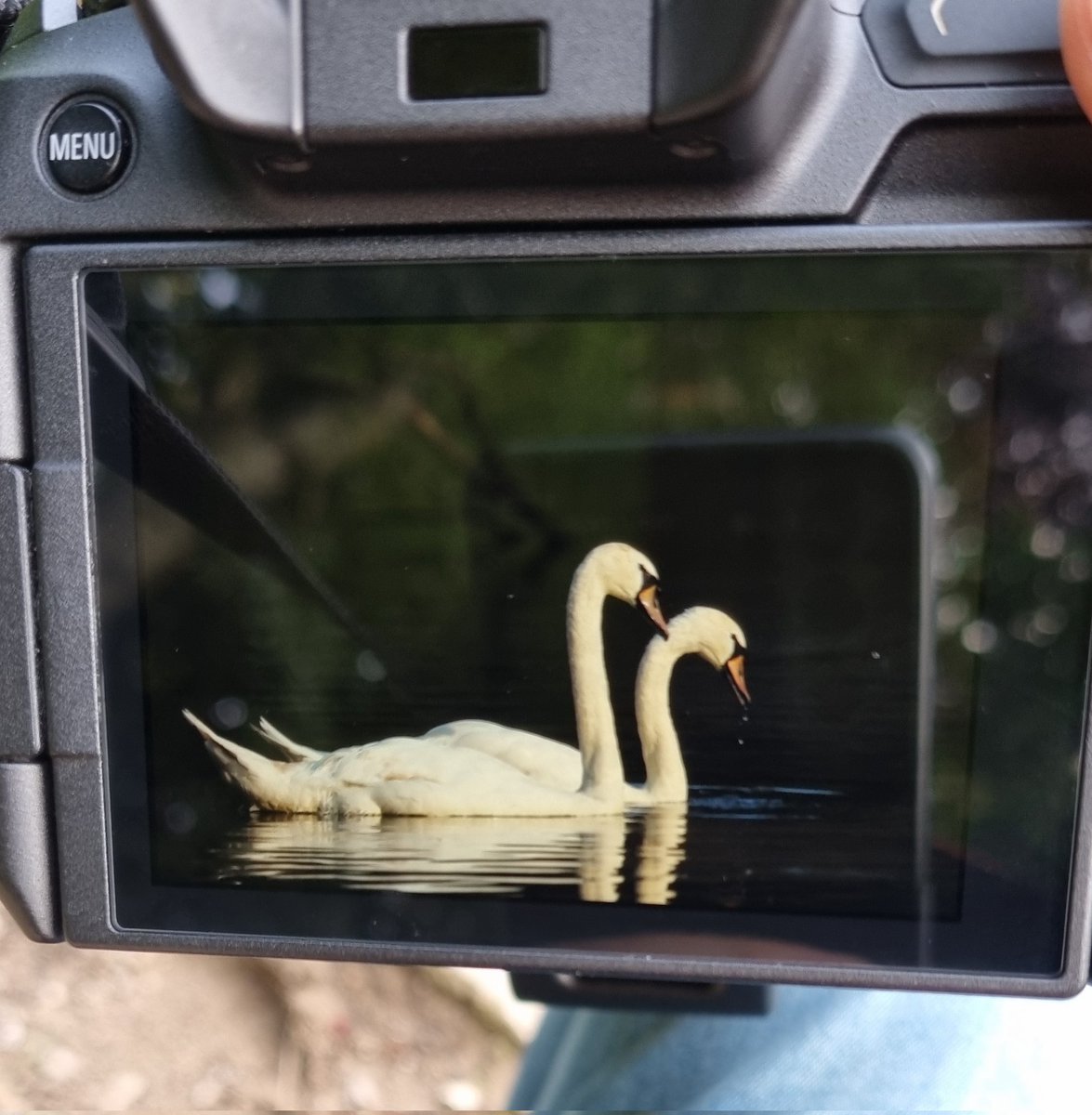 Massoud2121's tweet image. Had a nice couple of hours up at my local lake 🙂

#parkhalllake #swanphotography #outforawalk #chilltime #photography #photographer #stokeontrent #uk