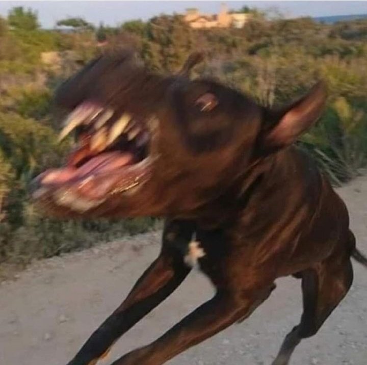 alberfran's tweet photo. - No le tengas miedo, el no hace nada...

*el perro* https://t.co/RD9YVLWGm0