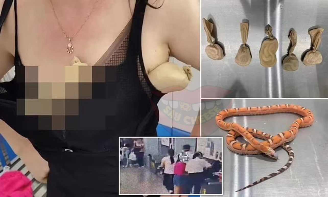 SAY CHEESE! 👄🧀 on X: Smuggler caught with five live snakes stuffed in  her BRA after customs staff in China noticed her 'oddly-shaped' breasts   / X