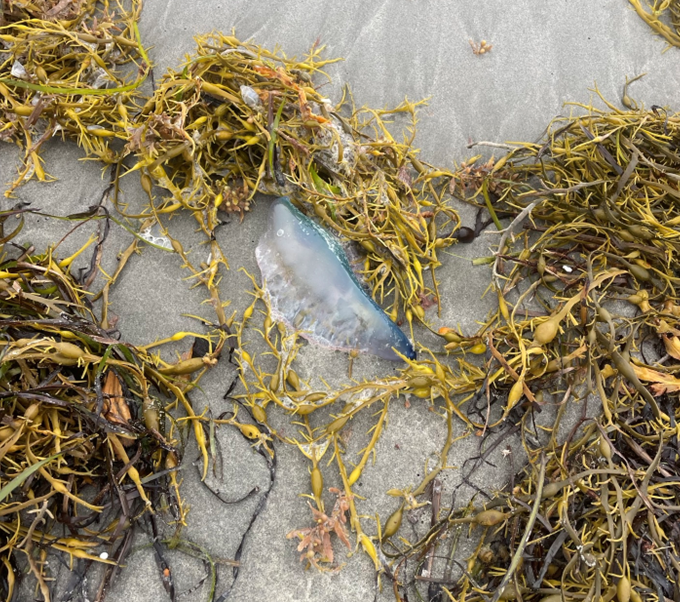 GovDanMcKee's tweet photo. Be on the lookout for the Portuguese Man-o’-War, spotted at many of RI’s beaches this week. They have long tentacles that pack a painful sting. @RhodeIslandDEM is flying 🟪 flags at beaches they have been spotted at. If you see one, don’t touch it and report it to beach staff. https://t.co/3tzcbmLA8c