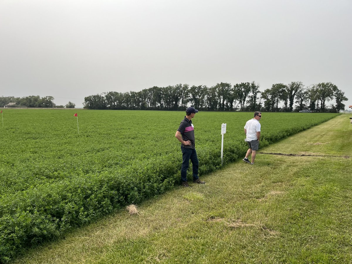 Stop two: Evaluating AAC Trueman Alfalfa in Saskatchewan