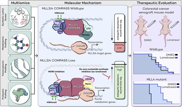Therapeutic targeting of metabolic vulnerabilities in cancers with MLL3/4-COMPASS epigenetic regulator mutations: buff.ly/3rlekti 
<a href="/NUFeinbergMed/">Northwestern Feinberg School of Medicine</a> 
#Genetics #Metabolism