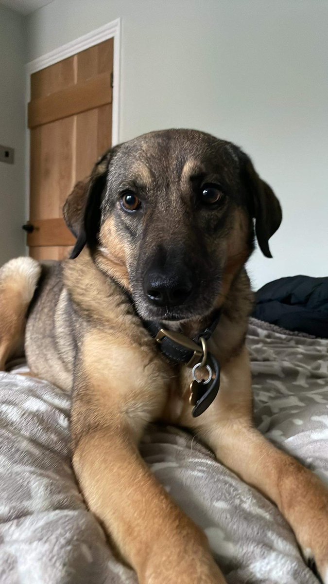 ByMiicha's tweet photo. Watch my stream to catch a guest appearance of Nala @ https://t.co/W150JsBoPX https://t.co/eO8MExgMEG