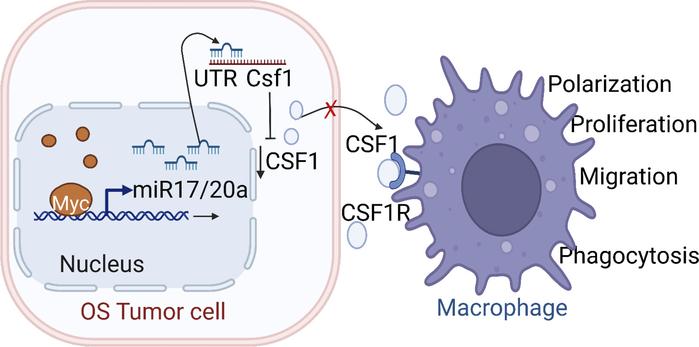JCI insight (@jci_insight) on Twitter photo MYC regulates CSF1 expression via microRNA 17/20a to modulate tumor-associated macrophages in osteosarcoma: buff.ly/43jlpbe
<a href="/YusteinLab/">Yustein Lab</a> <a href="/EmoryMedicine/">Emory School of Medicine</a>
#Oncology MYC regulates CSF1 expression via microRNA 17/20a to modulate tumor-associated macrophages in osteosarcoma: buff.ly/43jlpbe
<a href="/YusteinLab/">Yustein Lab</a> <a href="/EmoryMedicine/">Emory School of Medicine</a>
#Oncology