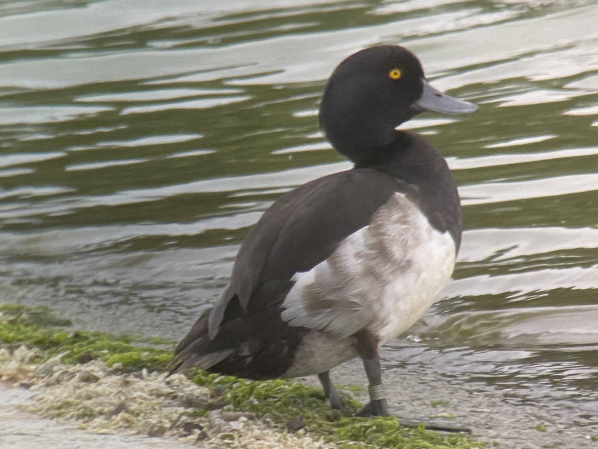M.H now moved to Bluesky (@grafhamwbirder) on Twitter photo I managed to read the ring on this Tufted Duck on 10/7/23 <a href="/GrafhamWater1/">Grafham Water</a>. Thanks to info from <a href="/_BTO/">BTO</a> I now know it was ringed 500 days ago at Blunham in Beds (15 miles away) <a href="/CambsBirdClub/">Cambs Bird Club</a> <a href="/wildlifebcn/">The Wildlife Trust for Beds, Cambs & Northants</a> <a href="/WWTworldwide/">WWT</a> I managed to read the ring on this Tufted Duck on 10/7/23 <a href="/GrafhamWater1/">Grafham Water</a>. Thanks to info from <a href="/_BTO/">BTO</a> I now know it was ringed 500 days ago at Blunham in Beds (15 miles away) <a href="/CambsBirdClub/">Cambs Bird Club</a> <a href="/wildlifebcn/">The Wildlife Trust for Beds, Cambs & Northants</a> <a href="/WWTworldwide/">WWT</a>