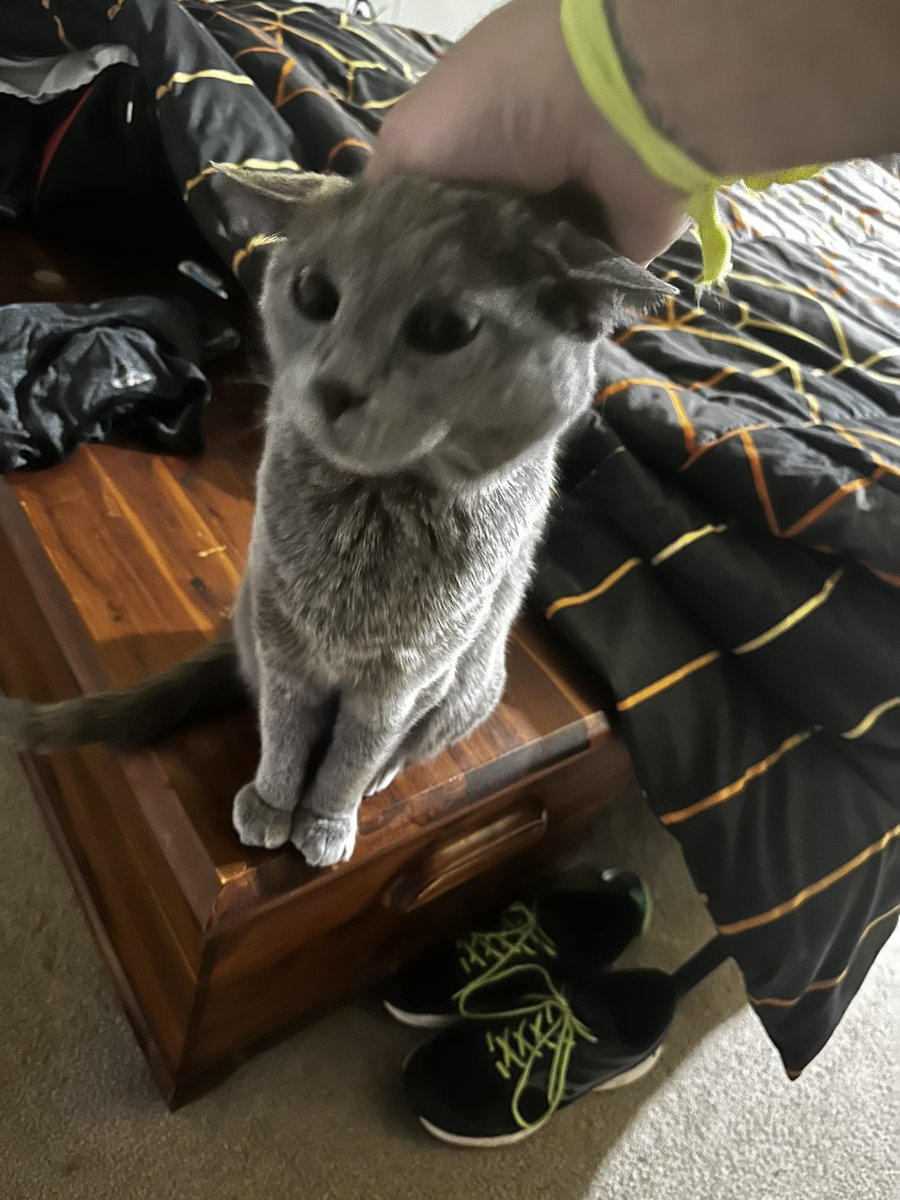 LittleBeefyBoy's tweet photo. socks said he is
going on a va cation 
so he gave me lots 
of pets and scrit ches 
and treat s https://t.co/FFILviktpi